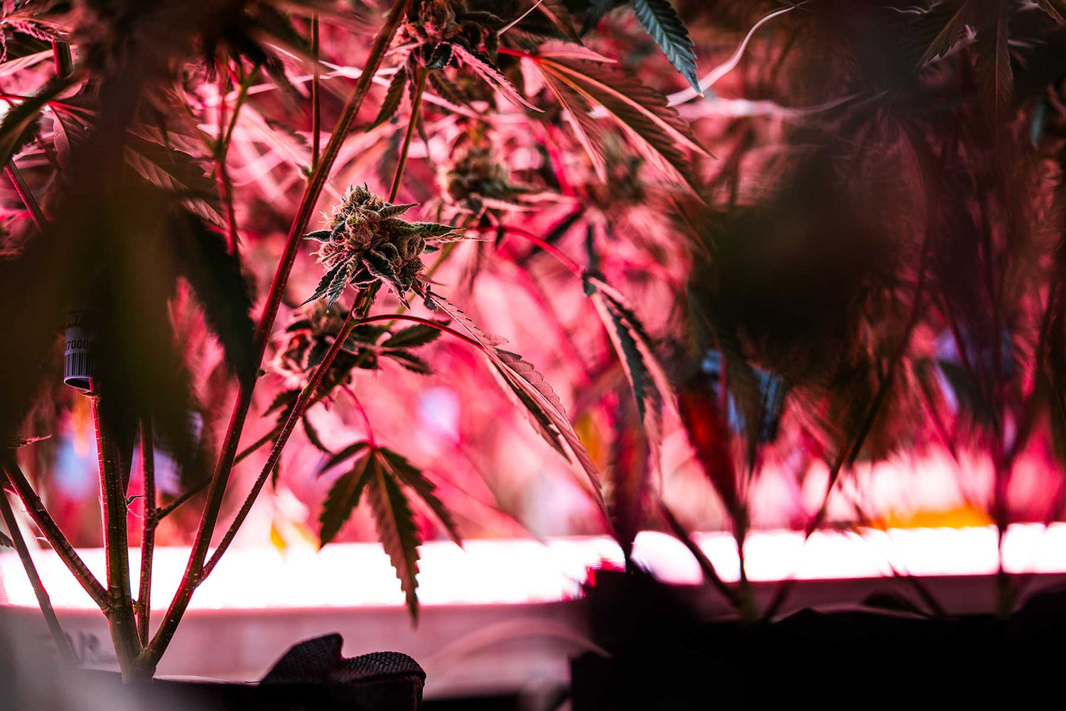 A Faven under canopy LED light shining up on the bottom of a cannabis plant that needs to be skirted.