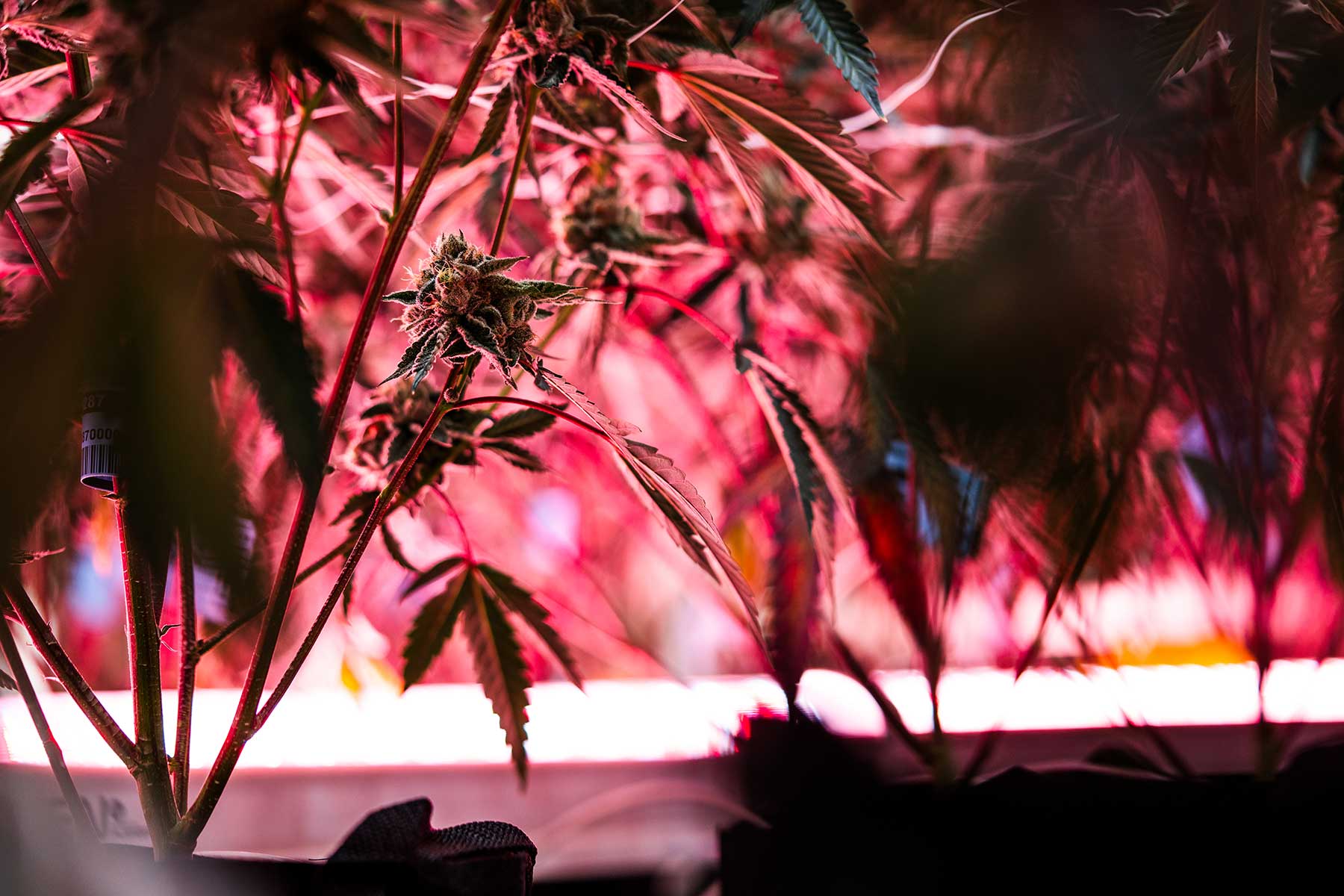 A Faven under canopy LED light shining up on the bottom of a cannabis plant that needs to be skirted.