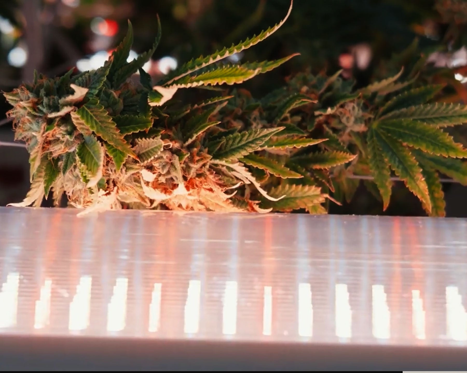 A close-up showing a cannabis flower sitting too close to an under canopy light which is a common mistake with UCL.