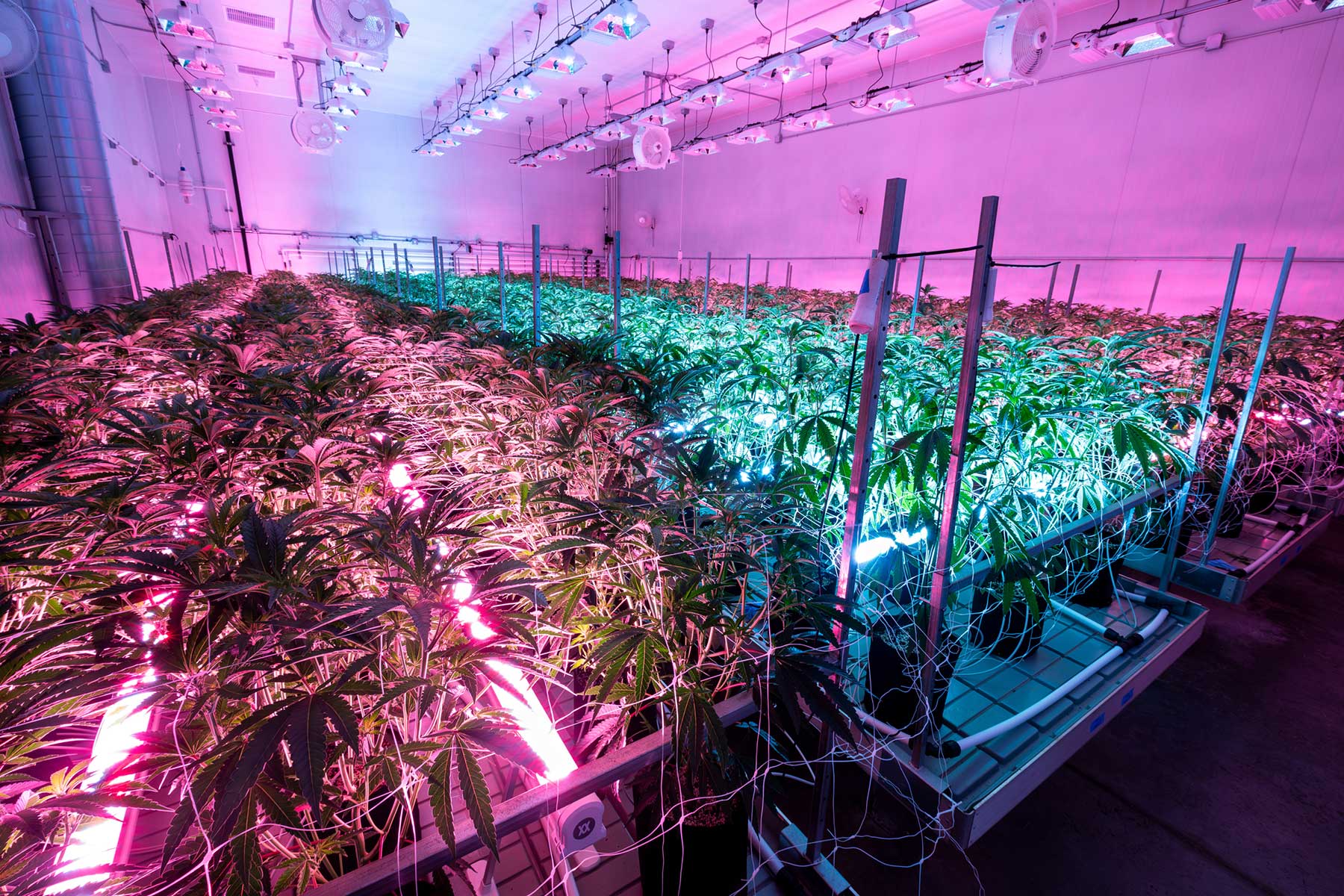 What Spectrum is Best for Your Indoor Grow?