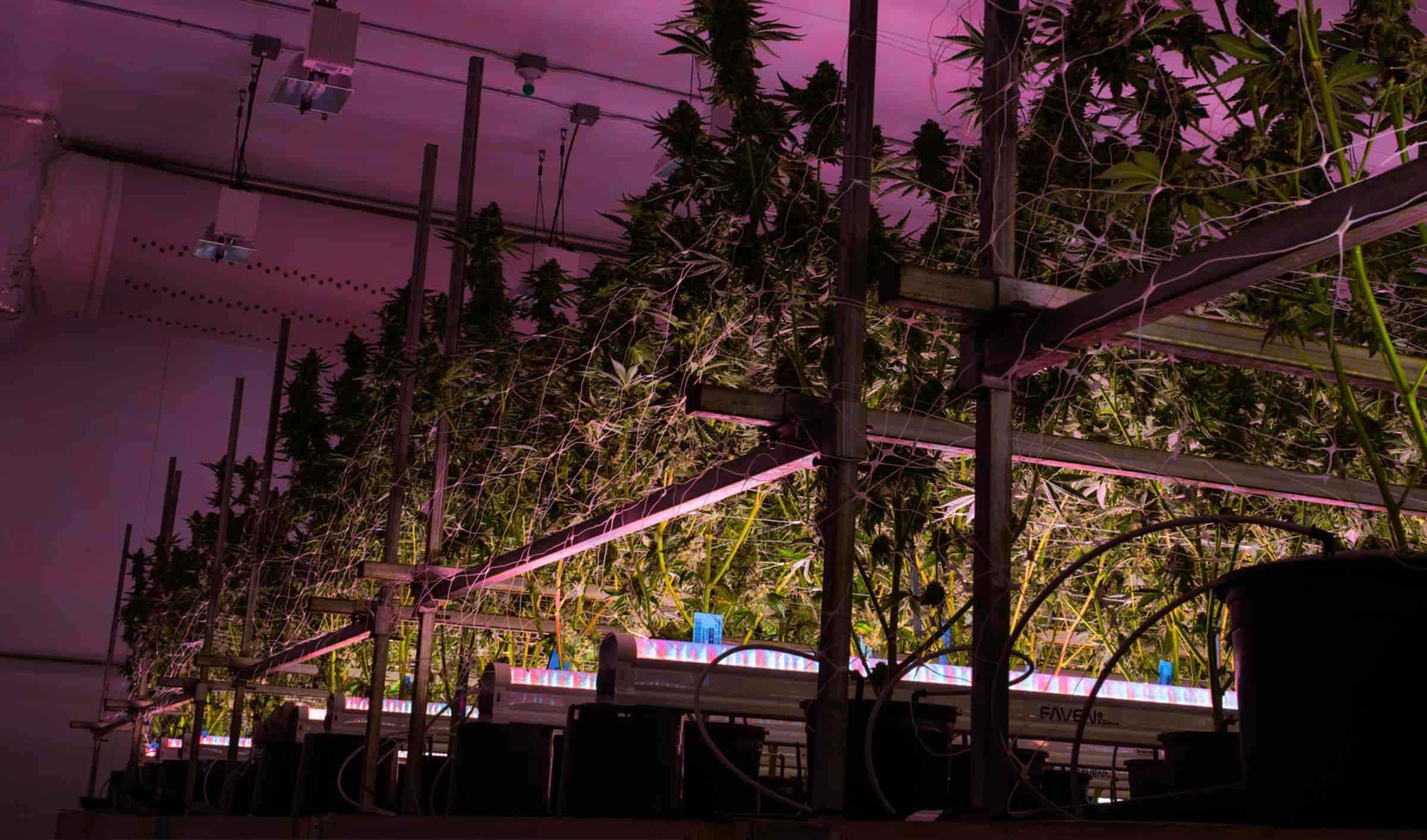 Under canopy lights shining from below cannabis plants in an indoor commercial grow. 