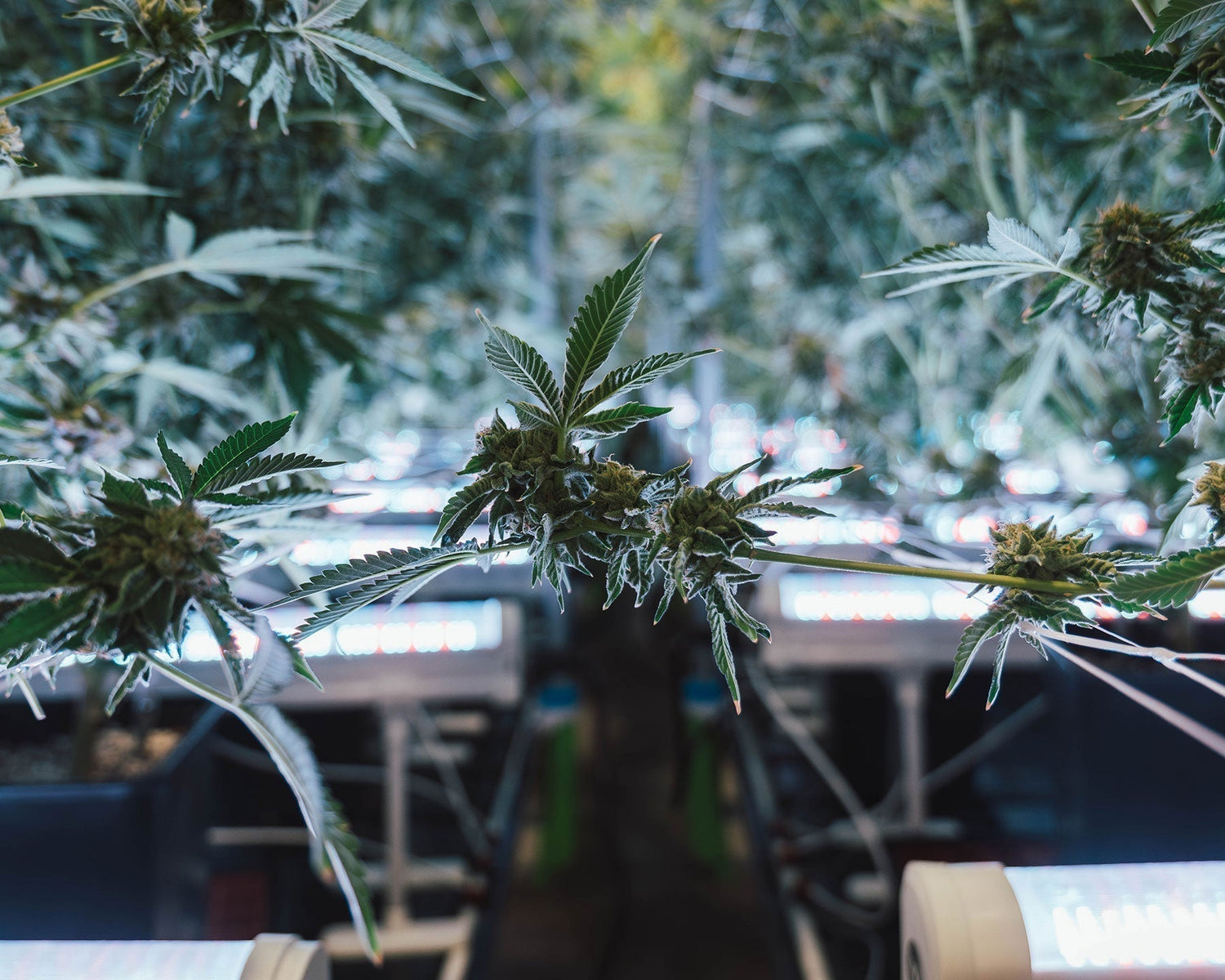 A view of the base of Cannabis plants in a commercial grow that shows two rows of plants with under canopy lights beneath them.