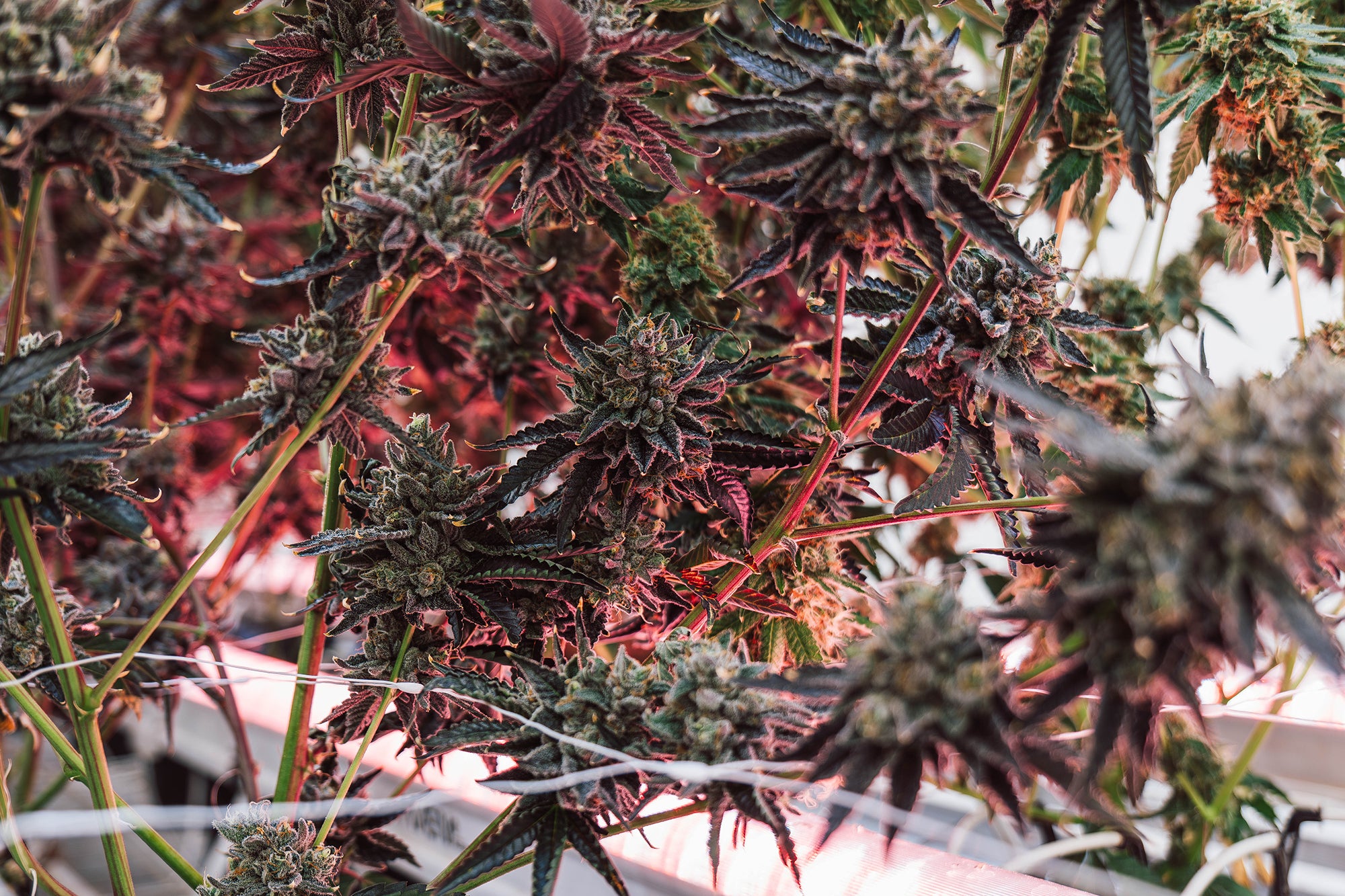 Flowering plants lit from below by Faven under-canopy fixtures