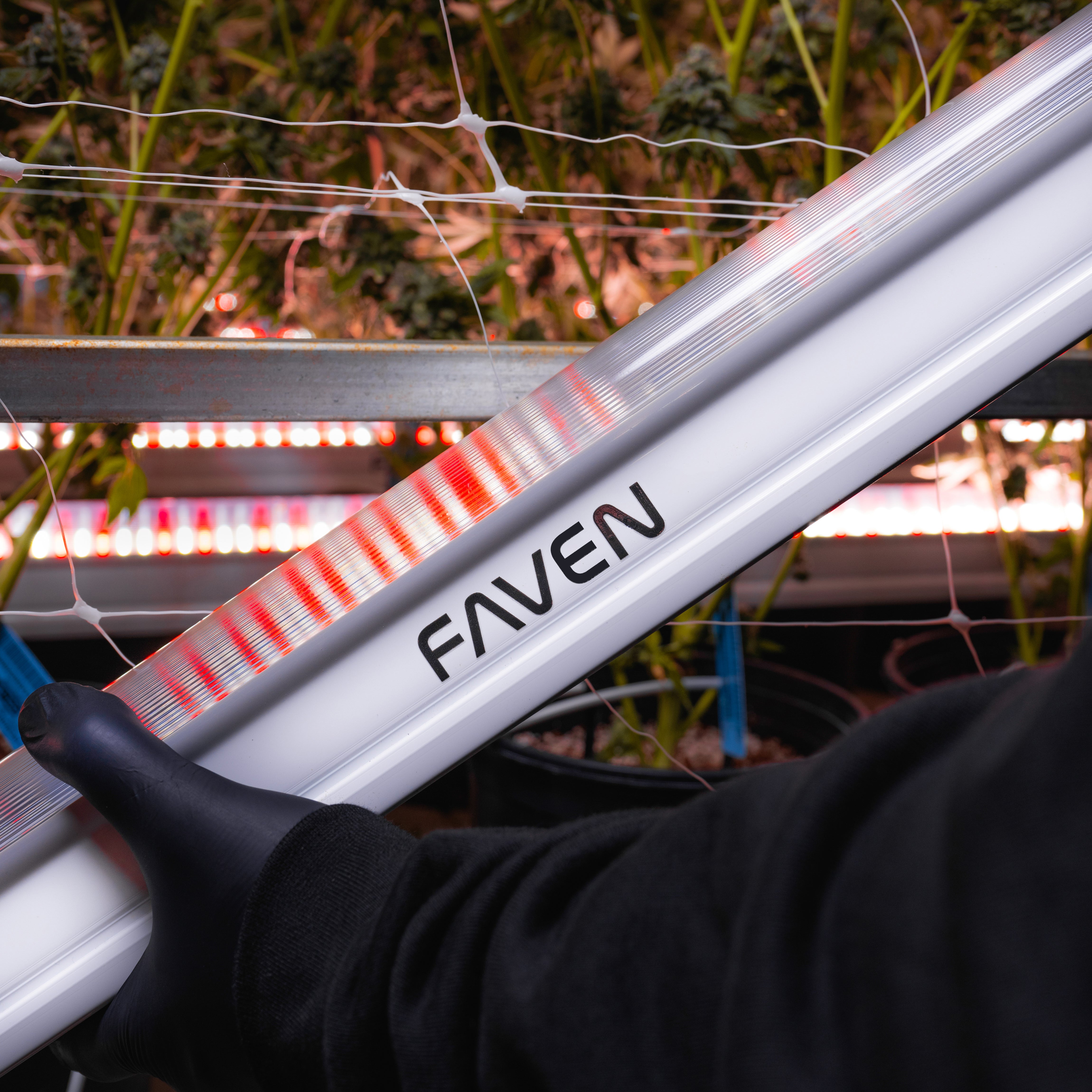 A close-up of a Faven LED under canopy light being held in gloved hands of a a commercial indoor grow. 