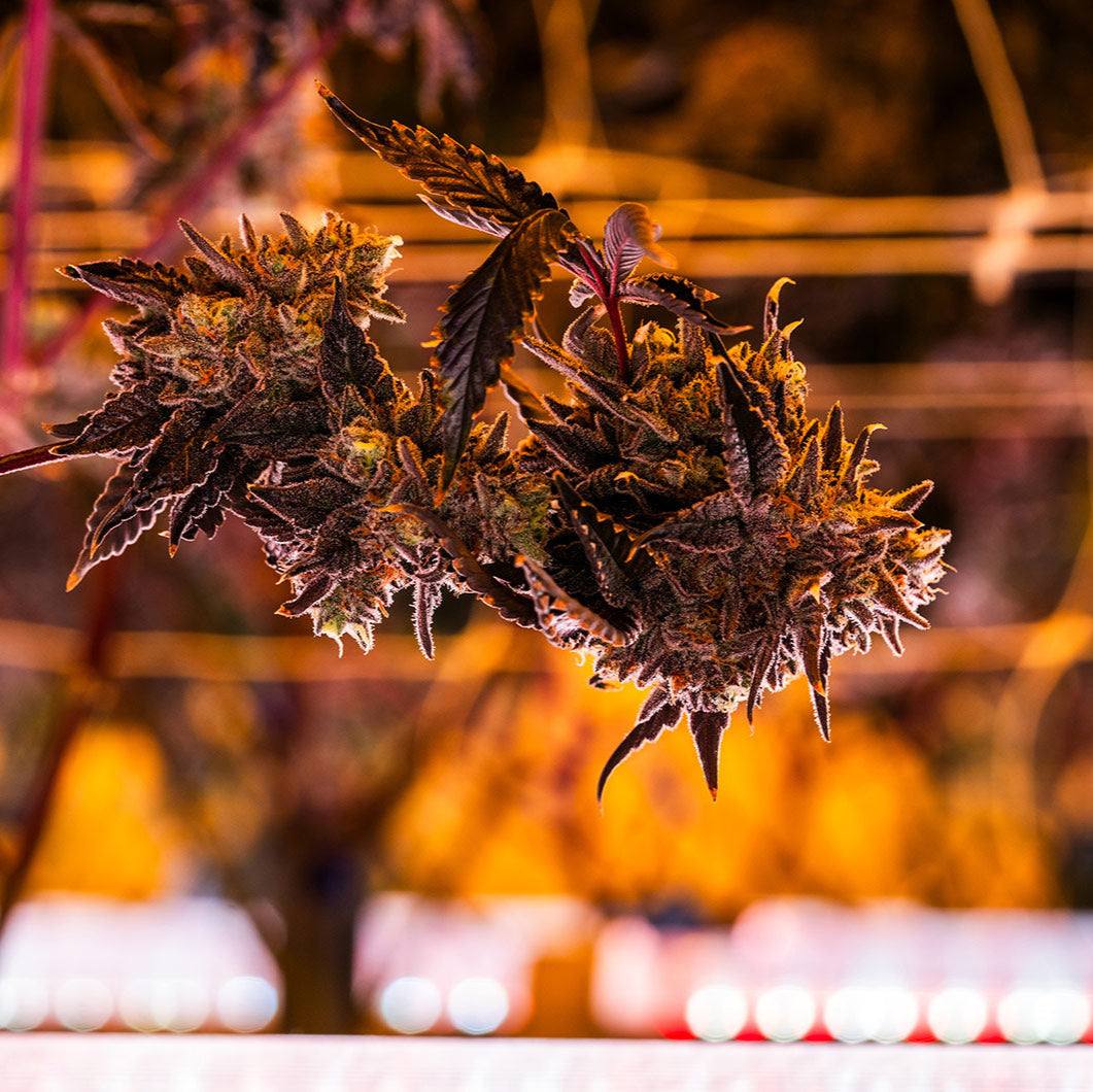 A close-up of a Cannabis bud in the warm glow of an LED under canopy light n a commercial grow room.