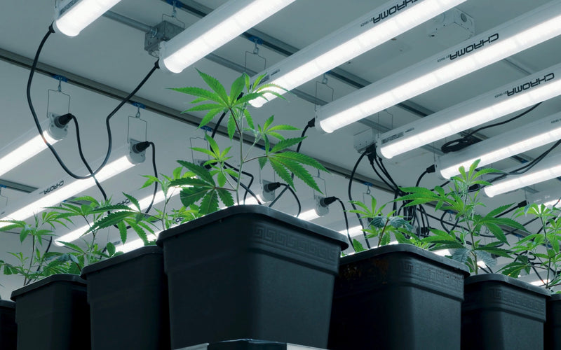 VEG ROOM