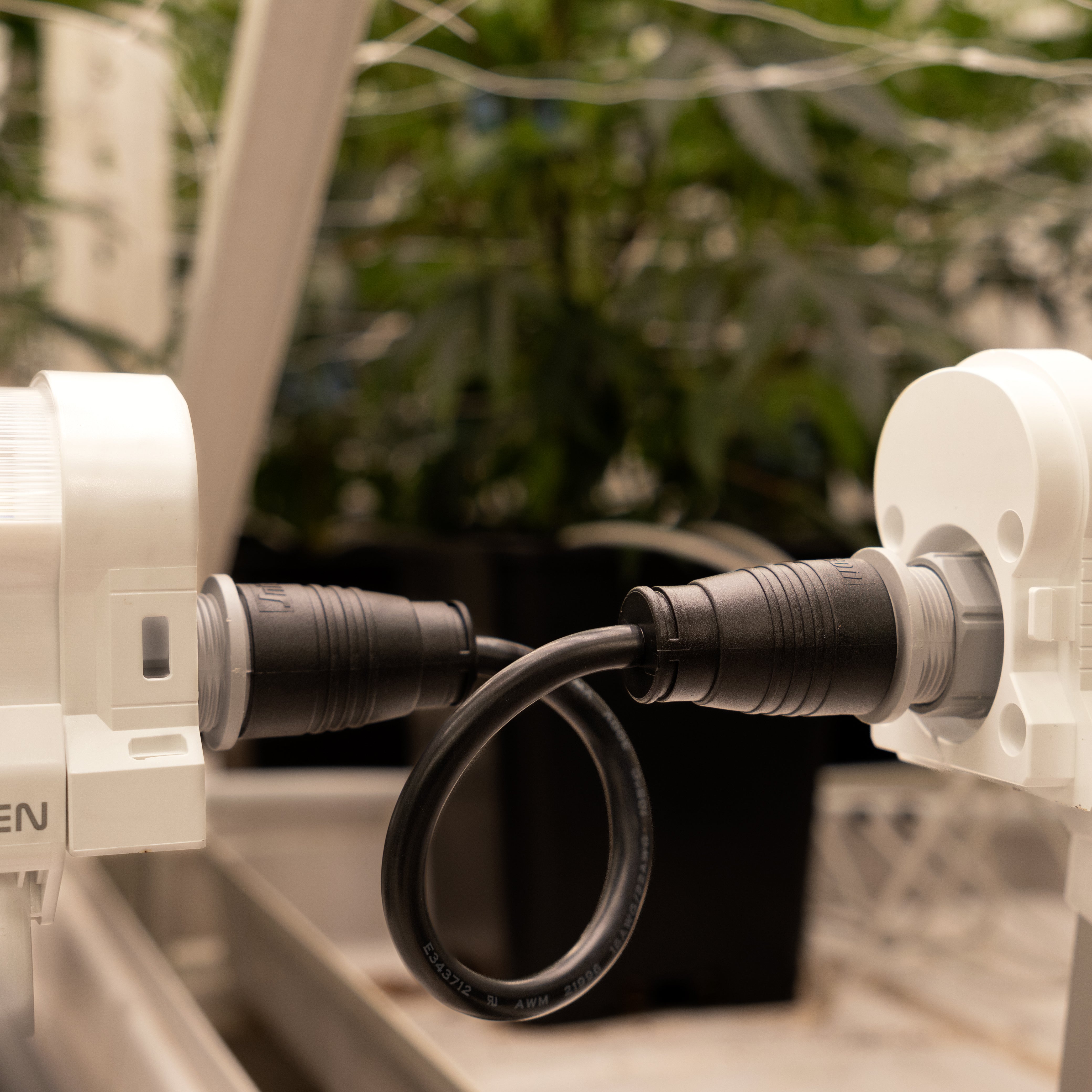 A close up of a short jumper cable connecting two LED under canopy lights together inside a commercial indoor grow. 