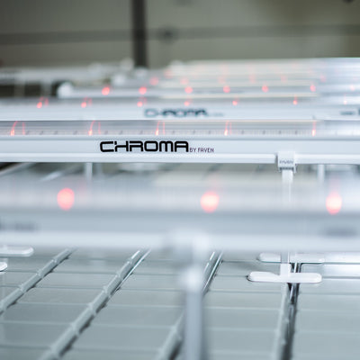 Faven Chroma in Use